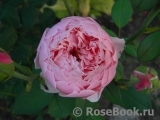 The Alnwick Rose The Alnwick Rose