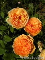 Crown Princess Margareta® Crown Princess Margareta®