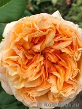 Apricot Sky ® Apricot Sky ®