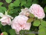 Olivia Rose Austin Olivia Rose Austin