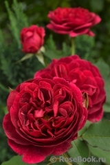 Darcey Bussell Darcey Bussell