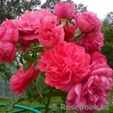 Rosarium Uetersen Rosarium Uetersen