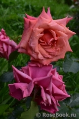 Rhosyn Margaret Williams Rhosyn Margaret Williams