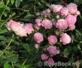 Brentano-Rose Brentano-Rose