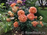 Lady of Shalott Lady of Shalott
