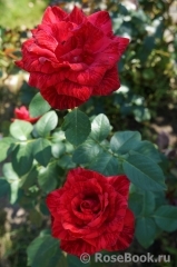 Red Intuition Red Intuition