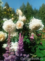 Crocus Rose® Crocus Rose®