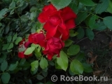 Black Forest Rose ® Black Forest Rose ®