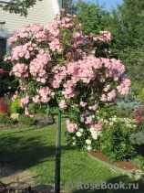Heavenly Pink Heavenly Pink