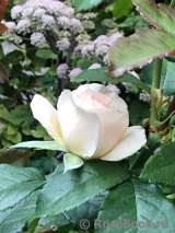Chandos Beauty Chandos Beauty