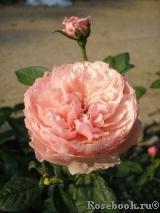 The Alnwick Rose The Alnwick Rose