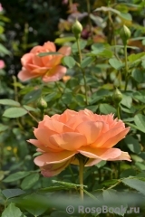 Lady of Shalott Lady of Shalott