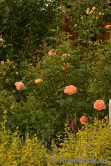 Lady of Shalott Lady of Shalott