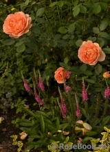 Lady of Shalott Lady of Shalott