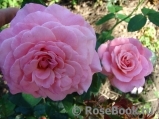 Tickled Pink Tickled Pink