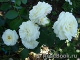 Alabaster Alabaster