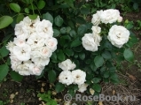 Aspirin Rose Aspirin Rose