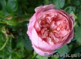 The Alnwick Rose The Alnwick Rose