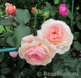 A Shropshire Lad A Shropshire Lad