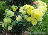 Golden Border Golden Border