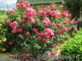 Rosarium Uetersen Rosarium Uetersen