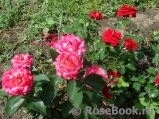 Rose Gaujard Rose Gaujard