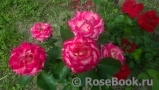 Rose Gaujard Rose Gaujard