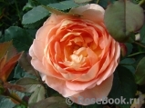 Lady of Shalott Lady of Shalott