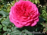Johann Wolfgang von Goethe Rose® Johann Wolfgang von Goethe Rose®
