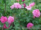 Princess Anne Princess Anne