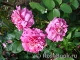 Princess Anne Princess Anne