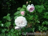 Olivia Rose Austin Olivia Rose Austin