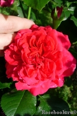 Red Leonardo da Vinci Red Leonardo da Vinci
