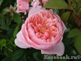 The Alnwick Rose The Alnwick Rose