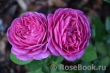 Heidi Klum Rose Heidi Klum Rose