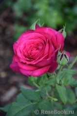Johann Wolfgang von Goethe Rose® Johann Wolfgang von Goethe Rose®