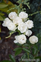 White Morsdag White Morsdag