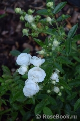 White Morsdag White Morsdag
