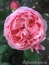 Brother Cadfael Brother Cadfael