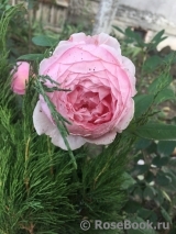 Brother Cadfael Brother Cadfael