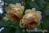 Crown Princess Margareta® Crown Princess Margareta®