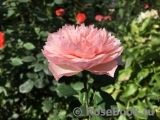The Alnwick Rose The Alnwick Rose