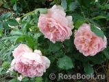 Boscobel Boscobel