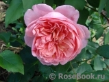 Boscobel Boscobel