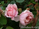 The Alnwick Rose The Alnwick Rose