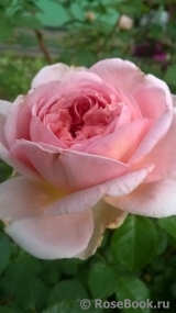 Abraham Darby Abraham Darby