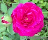 Heidi Klum Rose Heidi Klum Rose