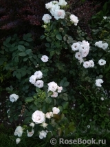 Aspirin Rose Aspirin Rose