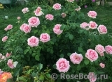 Frederic Mistral® Frederic Mistral®
