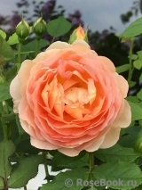 Lady of Shalott Lady of Shalott